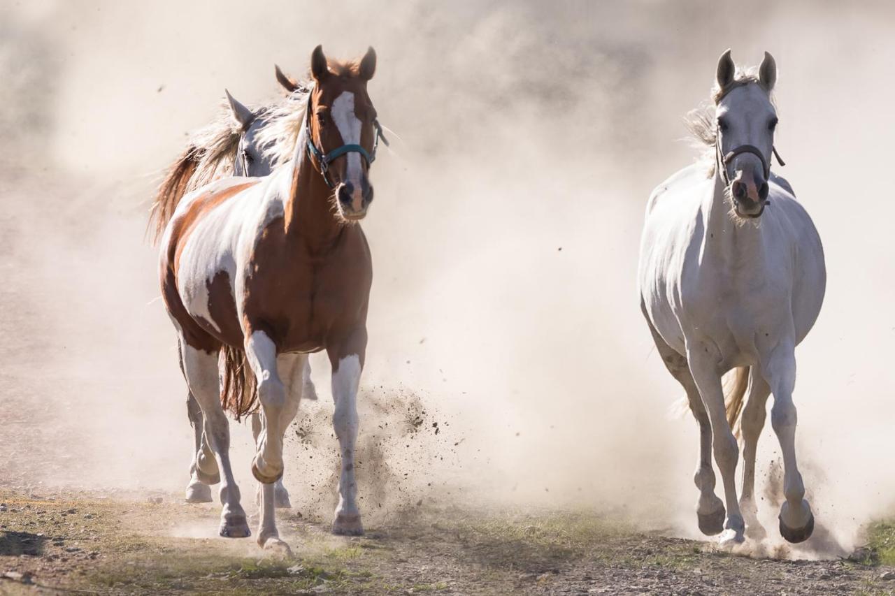 Ranchhouse Smoker- Westernstable - Horse Elterlein Dış mekan fotoğraf